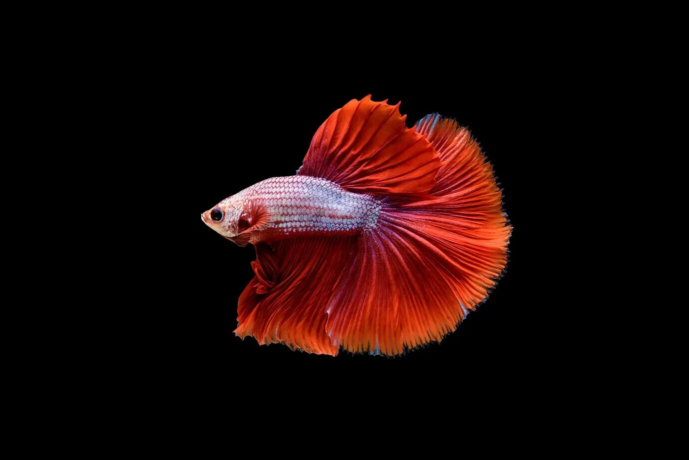 Wunderschöner roter Halfmoon-Betta (Betta splendens), auch als Siamesischer Kampffisch oder auf Thai Pla-kad bekannt, ein beliebter Fisch im Aquarium.